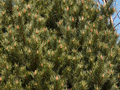 Pinus sylvestris Watereri IMG_3793 Sosna pospolita